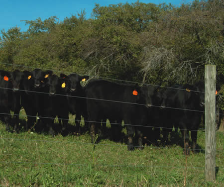 cattlepict.jpg
